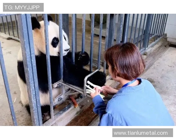外国足球明星亲密接触熊猫展现友谊与环保意识的美好瞬间 外国足球明星亲密接触熊猫展现友谊与环保意识的美好瞬间